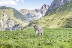 Alpe-Annalp-Kuhweide©-Emanuel-Sutterluety_Au-Schoppernau-Tourismus